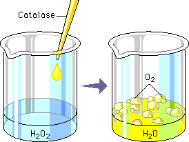 Catalase test